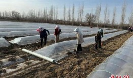 甜瓜爆料炮台视频下载,下载攻略与精彩内容抢先看